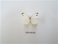 藏品(纖粉蝶)的圖片